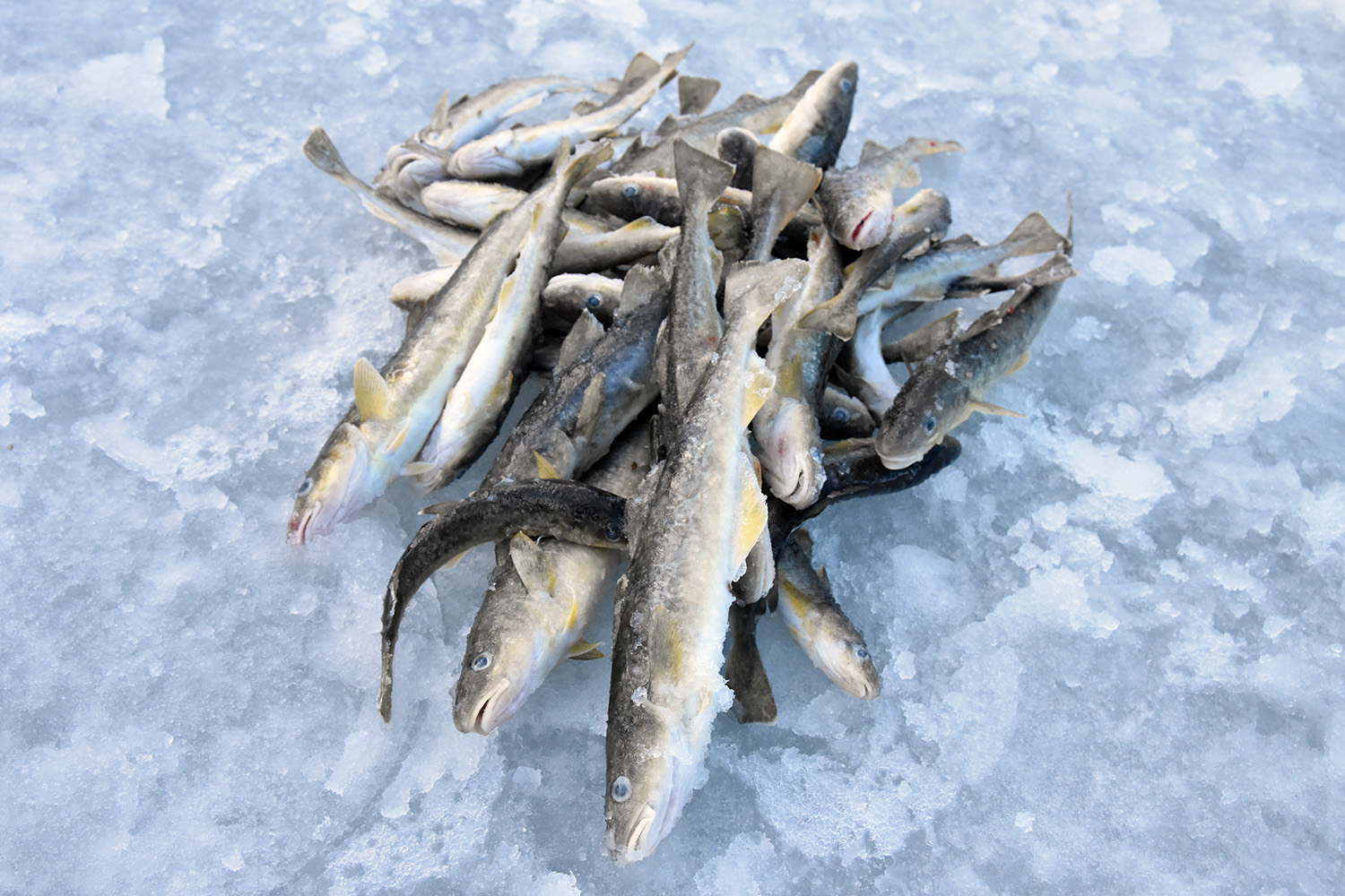 回生印氷囊釣　氷釣り　レトロレア品 浜中町丸山散布】氷上釣りで小ぶりなコマイ好調 | つりしん