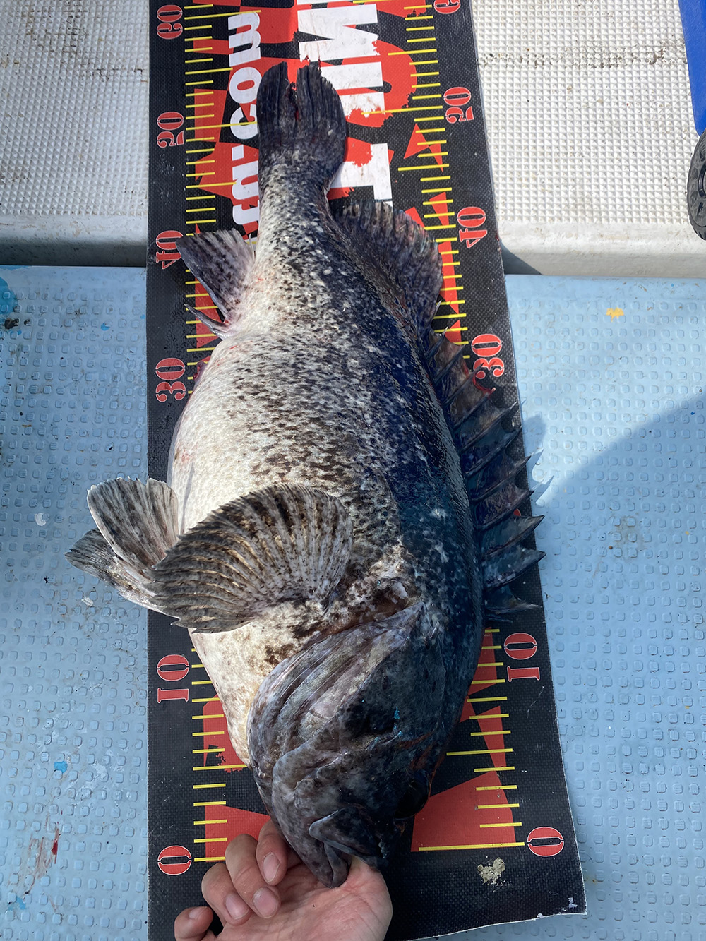 松前沖】ボートロックで大型ソイ続々！ 最大は55cmのBIGサイズ | つりしん