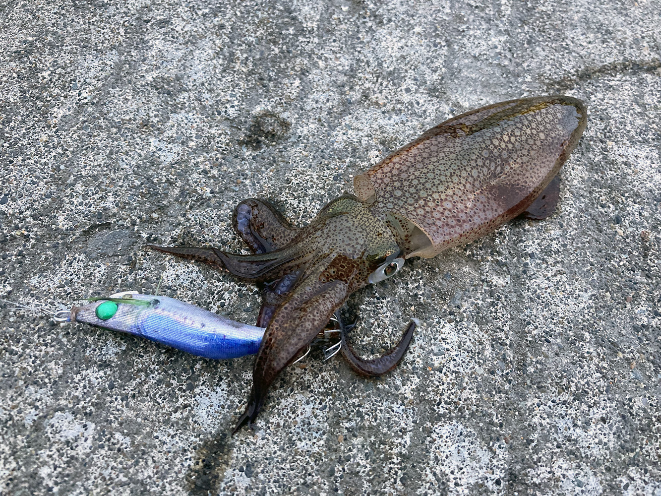 待望の秋シーズン到来！ マメイカエギング基本テクニック | つりしん