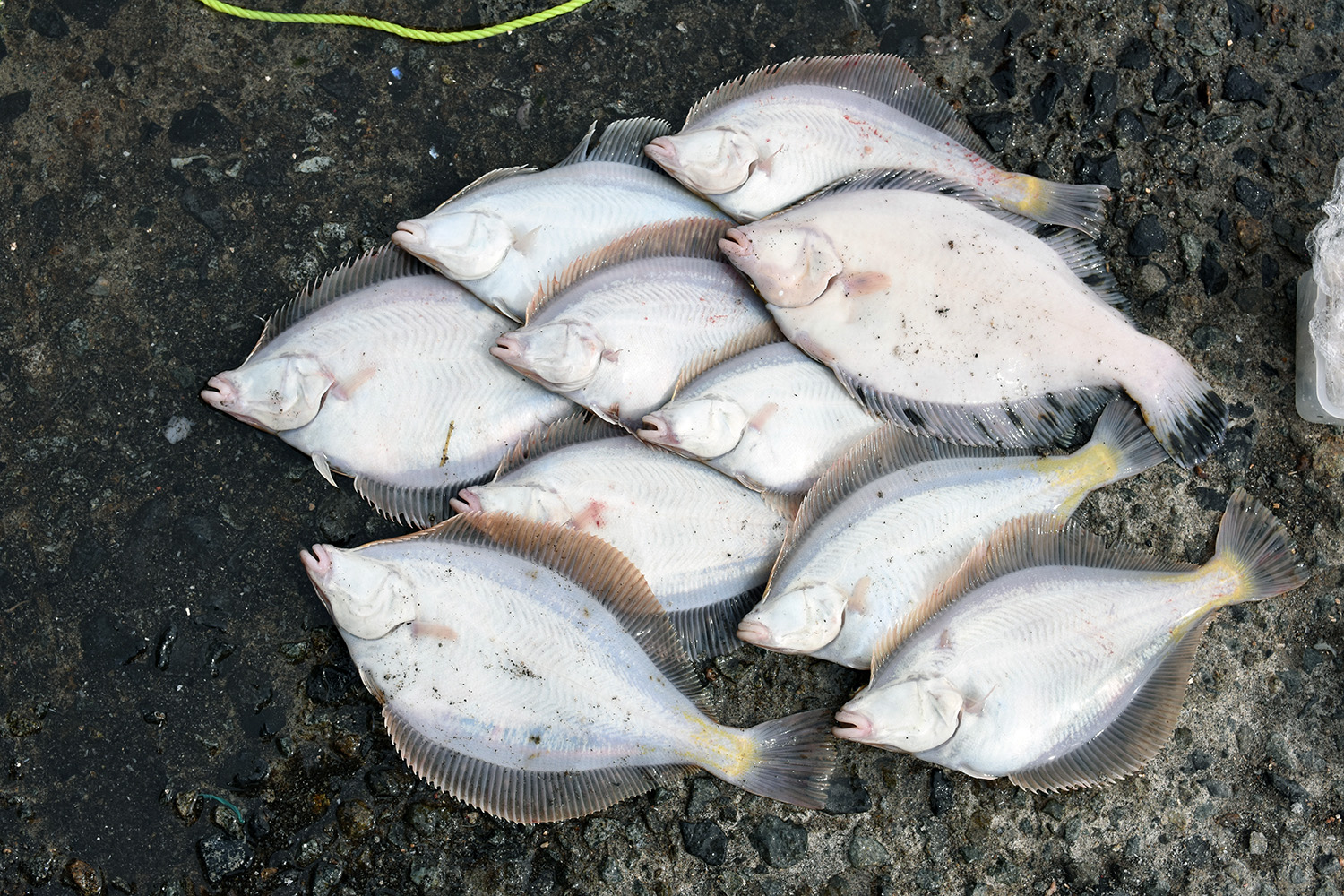 岩内港】コマセカゴ効果でホッケ、カレイ好漁 | つりしん