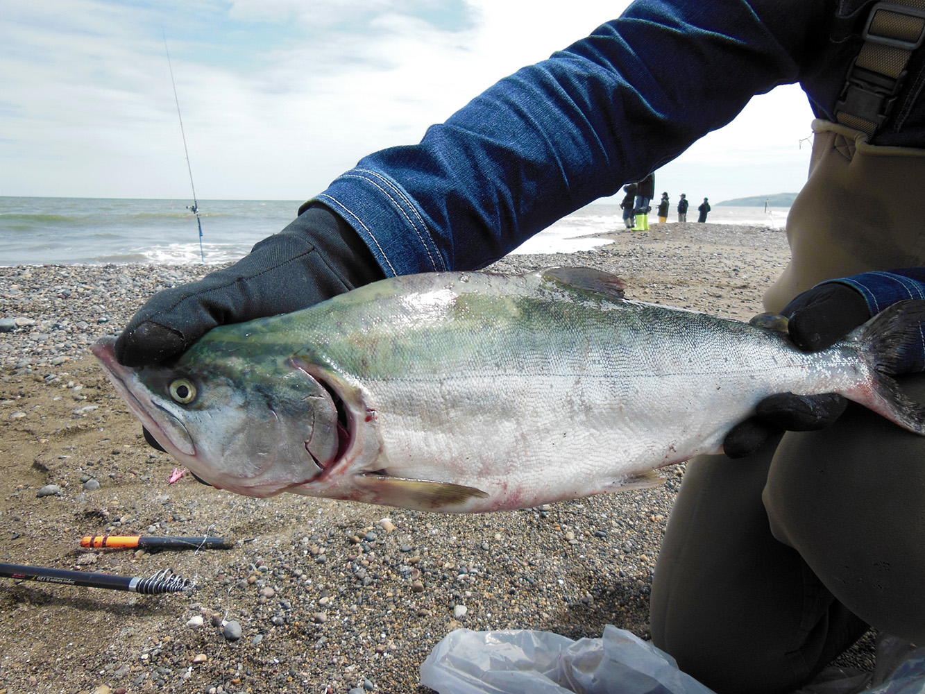 道内最速！ 稚内で釣るカラフトマスの傾向と対策 | つりしん