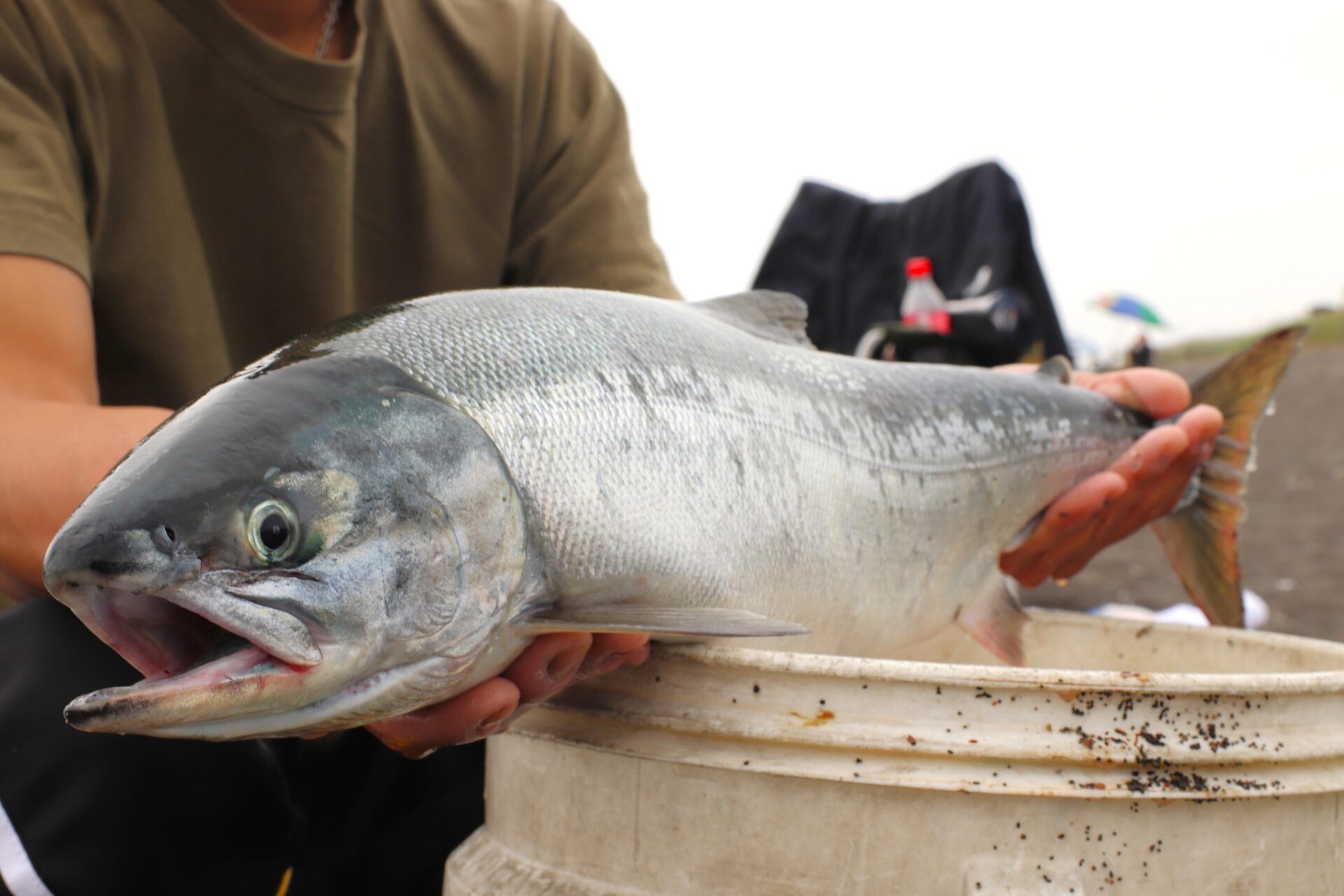 大樹町生花苗漁場】投げ釣りで67cm銀ピカサケ上がる | つりしん